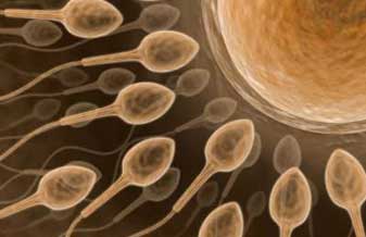 Procria Inseminação - Foto 1