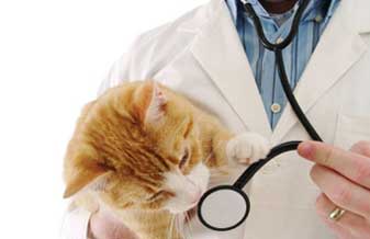 Clínica Veterinária Arca De Noe - Foto 1