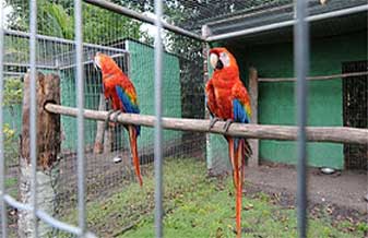 Transporte De Gado Oliveira Maciel - Foto 1