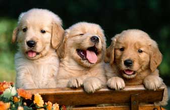 Mundo Animal Pet Shop - Foto 1