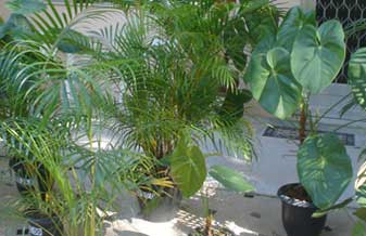 Rebouças Flores E Plantas - Foto 1