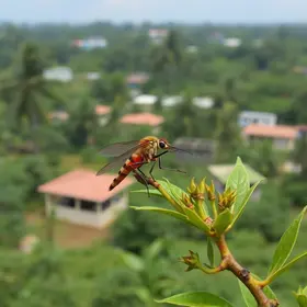 casos de chikungunya na Bahia