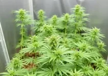 operação policial maconha