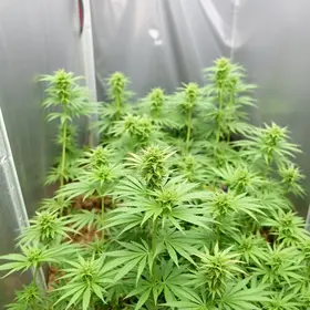 operação policial maconha